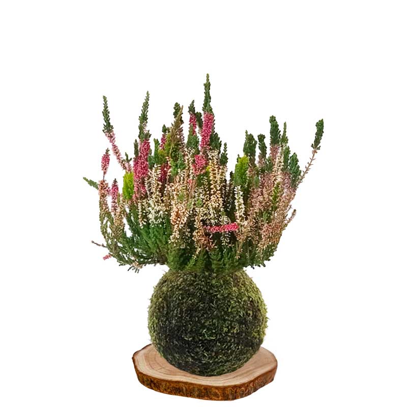 Kokedama brecina