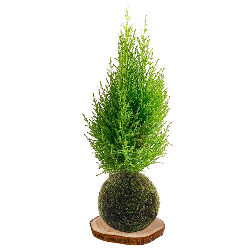 Kokedama Ciprés limonero
