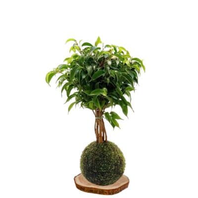Kokedama-Ficus-benjamina