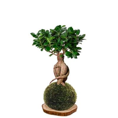 Kokedama-Ficus-ginseng