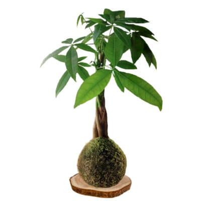 Kokedama-Pachira