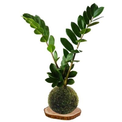 Kokedama-Zamioculca