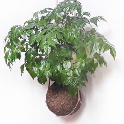 Colgante para kokedama