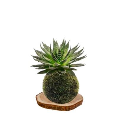 Kokedama aloe-aristata