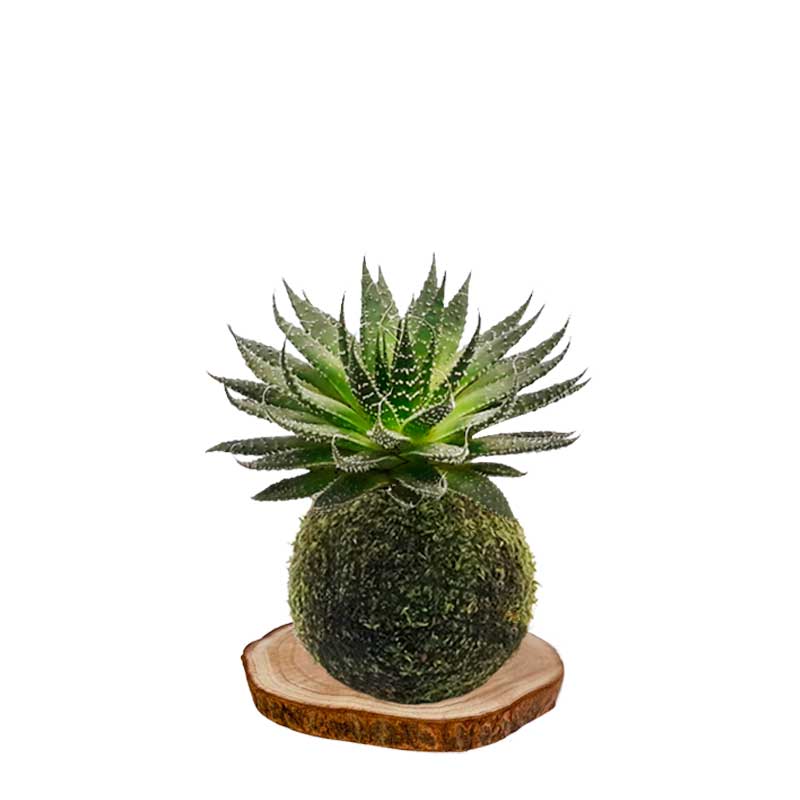 Kokedama aloe-aristata