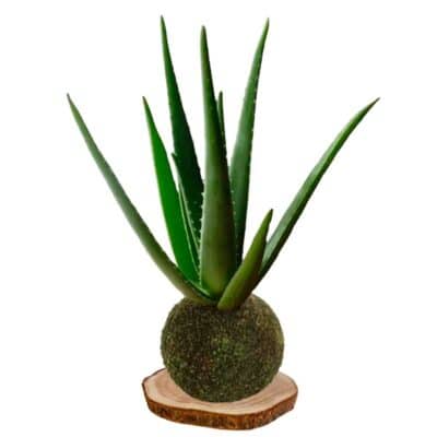 Kokedama aloe-vera