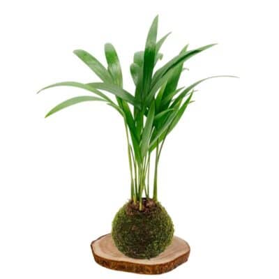 Kokedama Areca