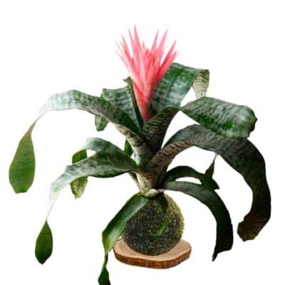 Kokedama bilbergia