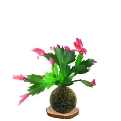 Kokedama cactus-de-navidad