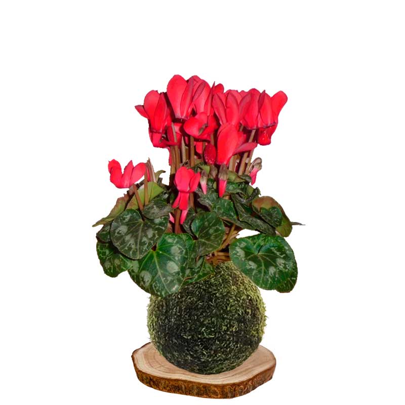 Kokedama ciclamen-rojo