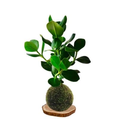 Kokedama clusia