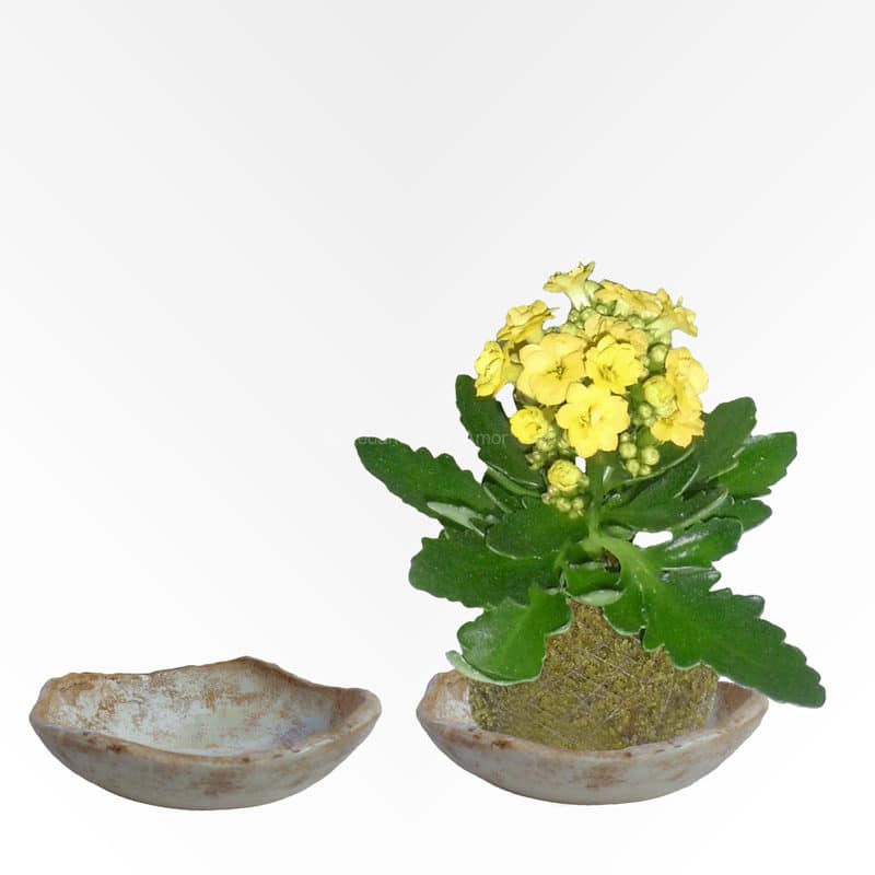 Cuenco para Kokedama
