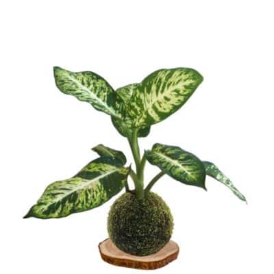 Kokedama diefembaquia