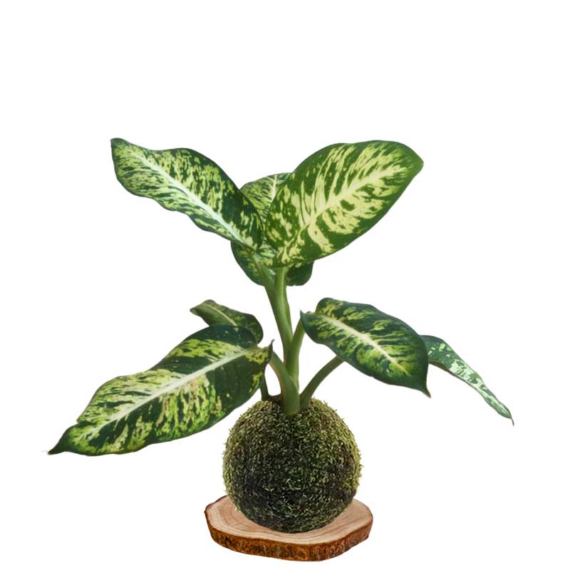 Kokedama diefembaquia