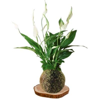 Kokedama Espatifilo