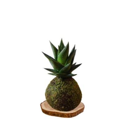 Kokedama haworthia