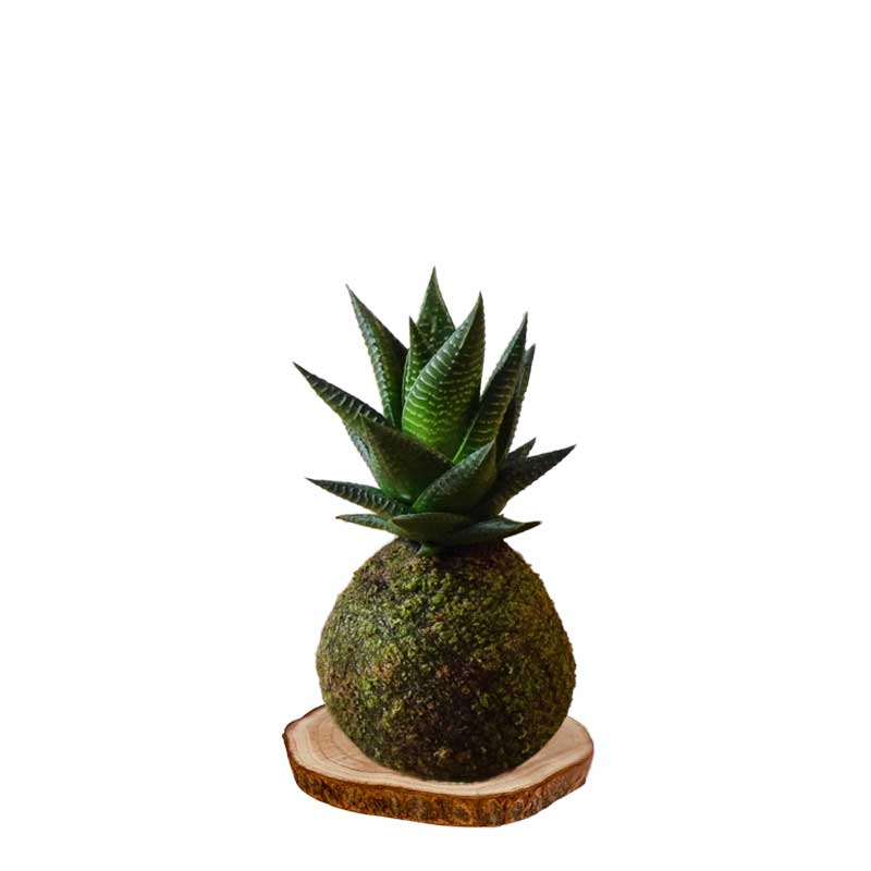 Kokedama haworthia
