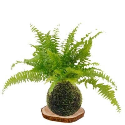 Kokedama helecho