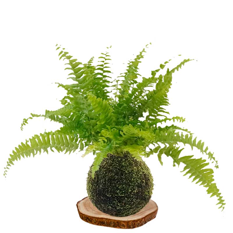 Kokedama helecho
