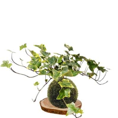 Kokedama hiedra