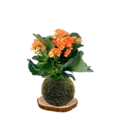kokedama kalanchoe-naranja