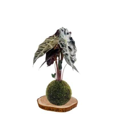 kokedama oreja-de-elefante