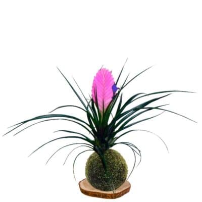 Kokedama tillandsia