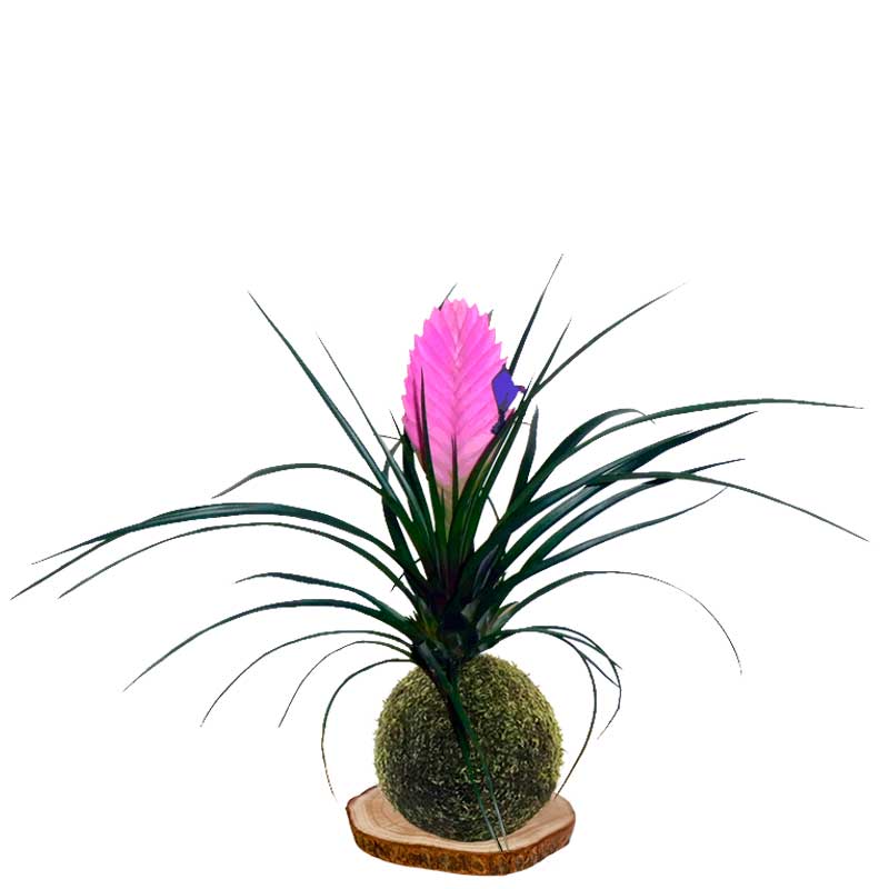 Kokedama tillandsia