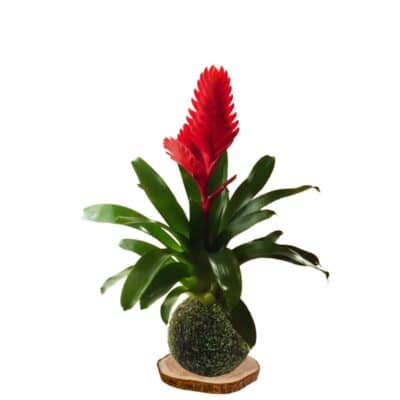 Kokedama vriesea-christiane