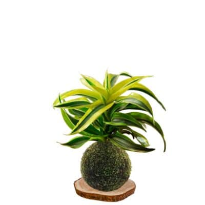 Kokedama-Canción-de-la-India