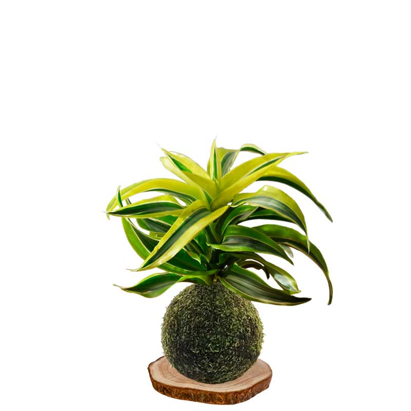 Kokedama-Canción-de-la-India