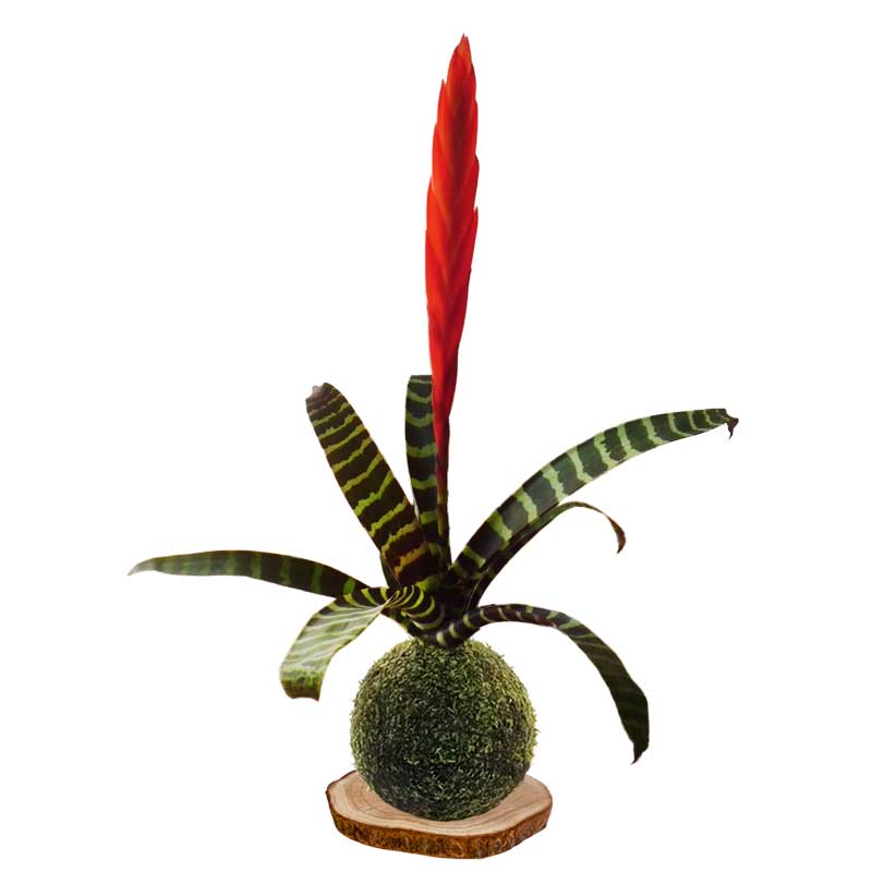 Kokedama-Pluma-de-indio