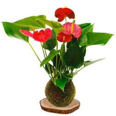 kokedama anturio