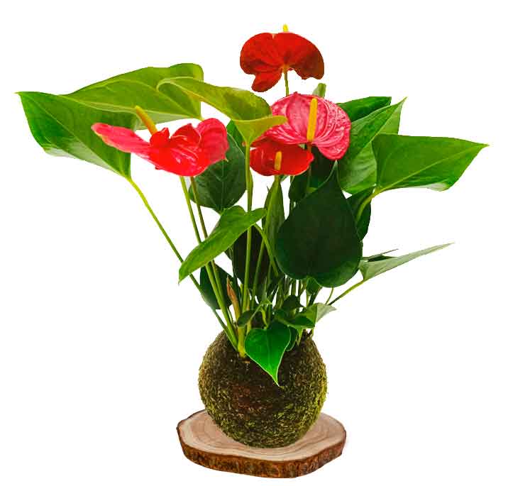 kokedama anturio