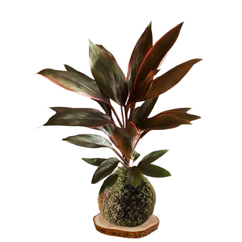 Kokedama-Drácena-Cordyline