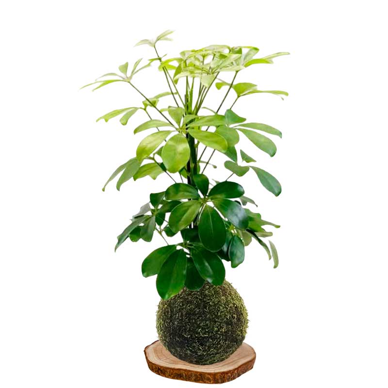 Kokedama cheflera