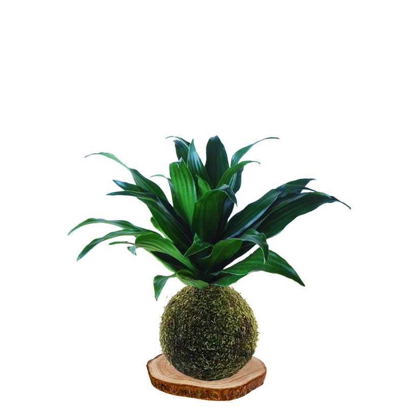 Kokedama drácena-compacta