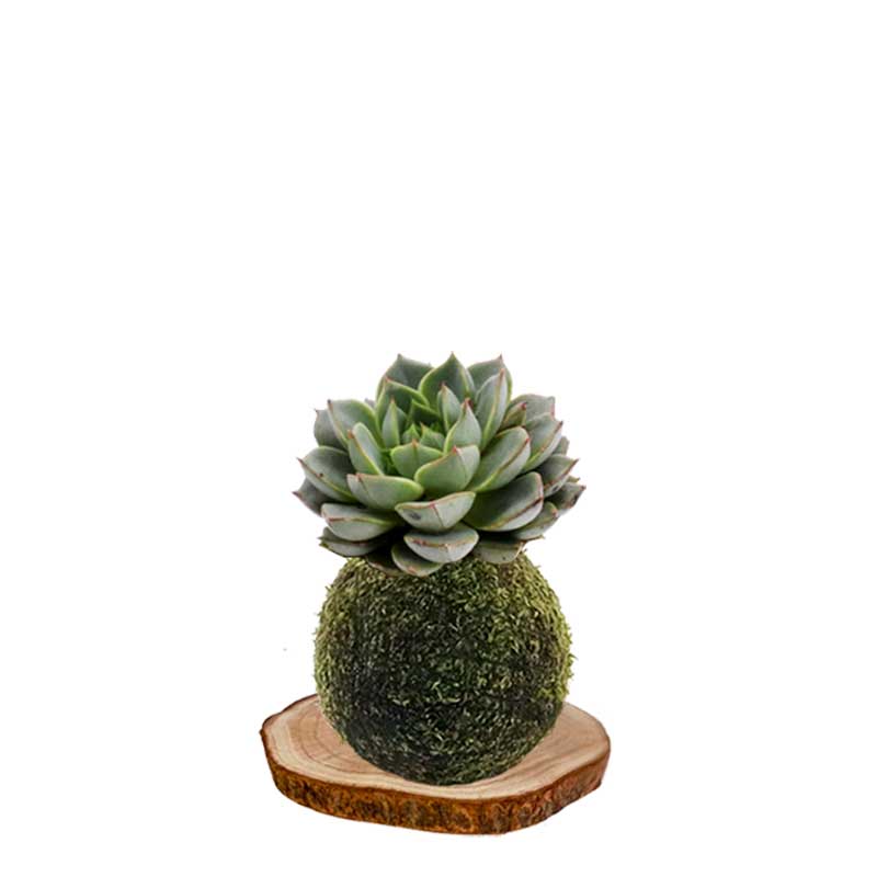 Kokedama Echeveria