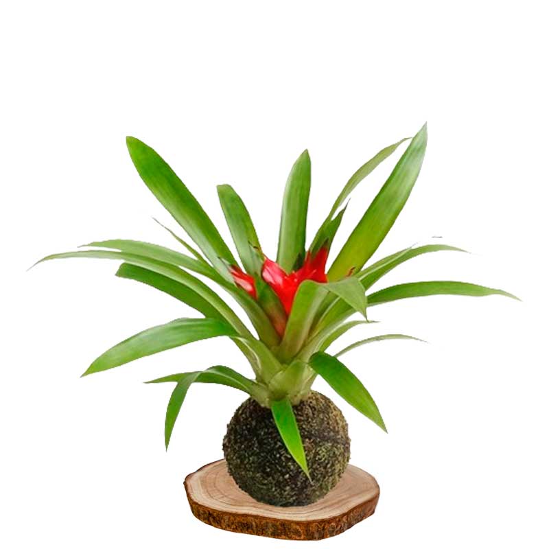 Kokedama Guzmania