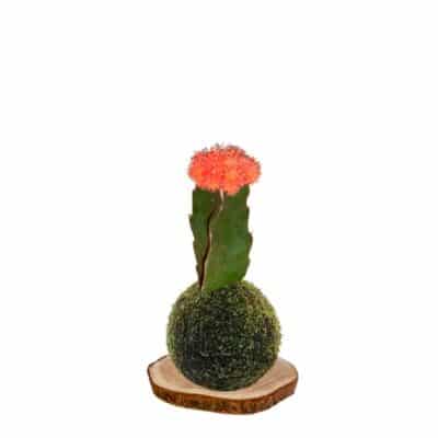Kokecactus gymnocalycium-mihanovichii