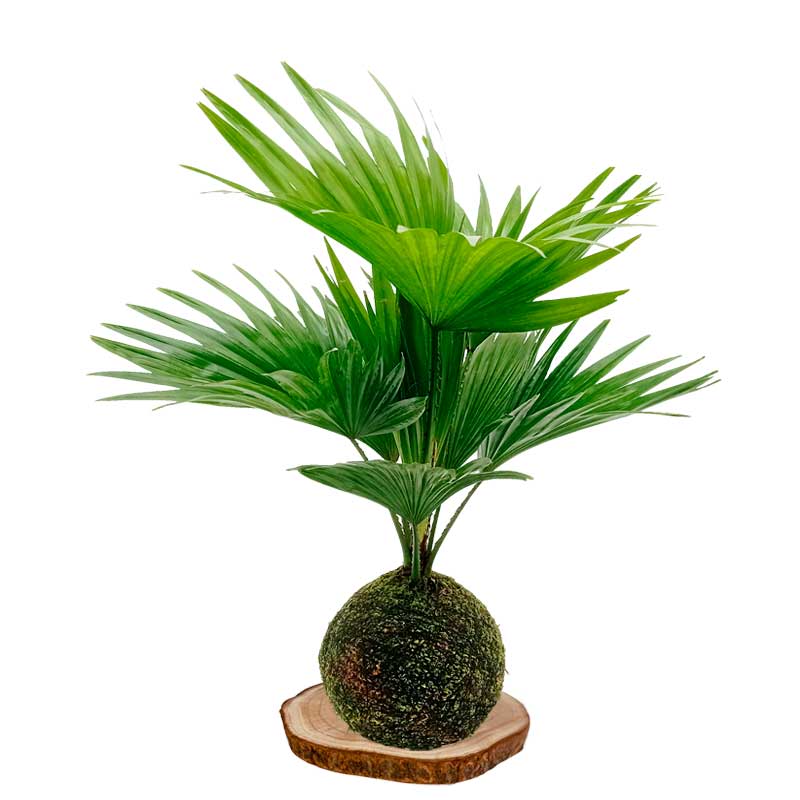 Kokedama palmera-australiana