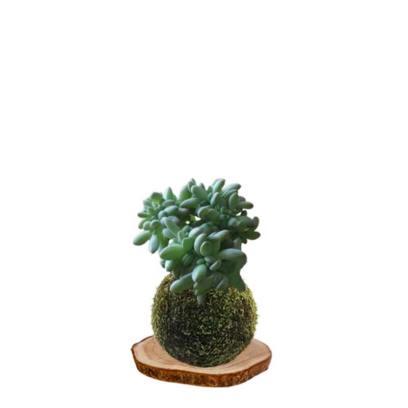 Kokedama sedum