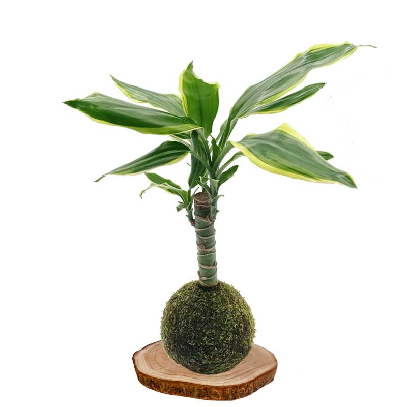 Kokedama tronco-del-brasil