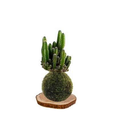 Kokedama Cactus-radiata