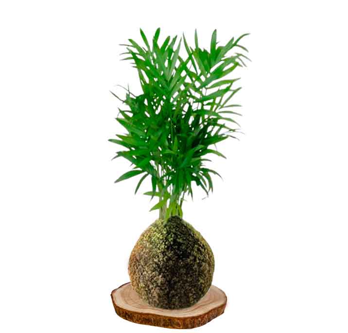 Kokedama Chamaedorea
