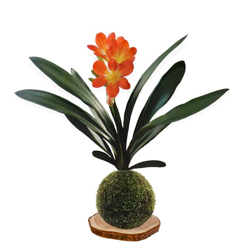 Kokedama clivia