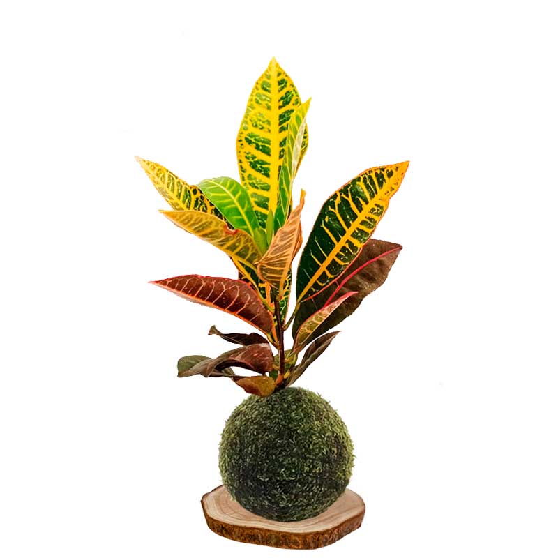 kokedama crotón