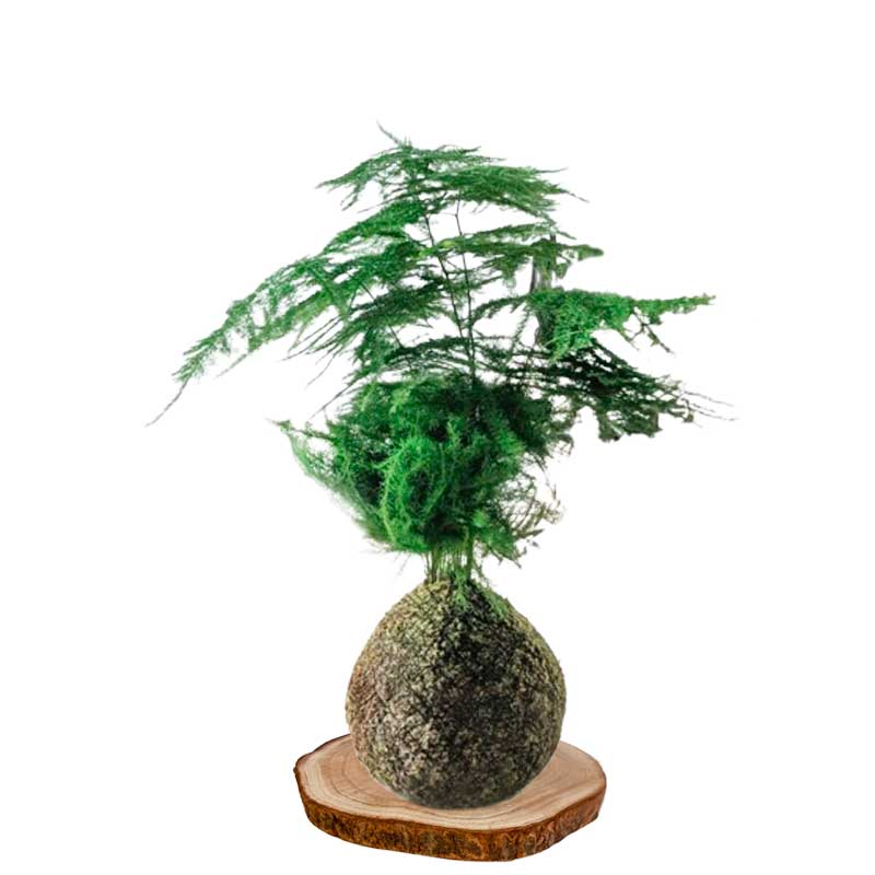 Kokedama Esparraguera