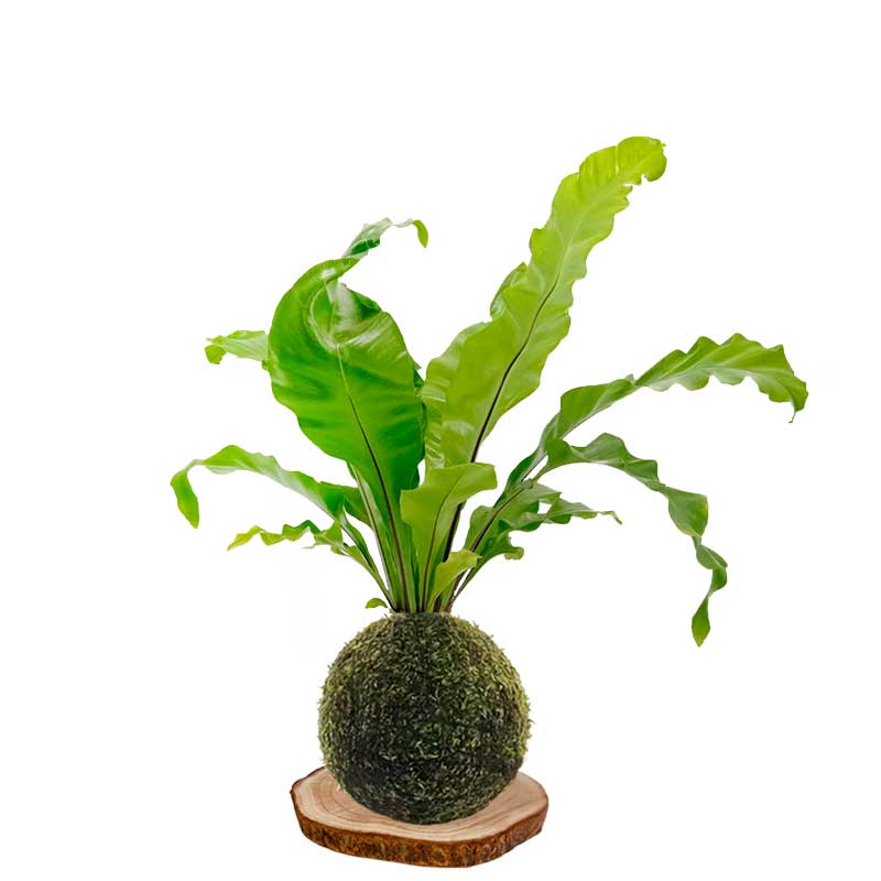 Kokedama Nido-de-ave