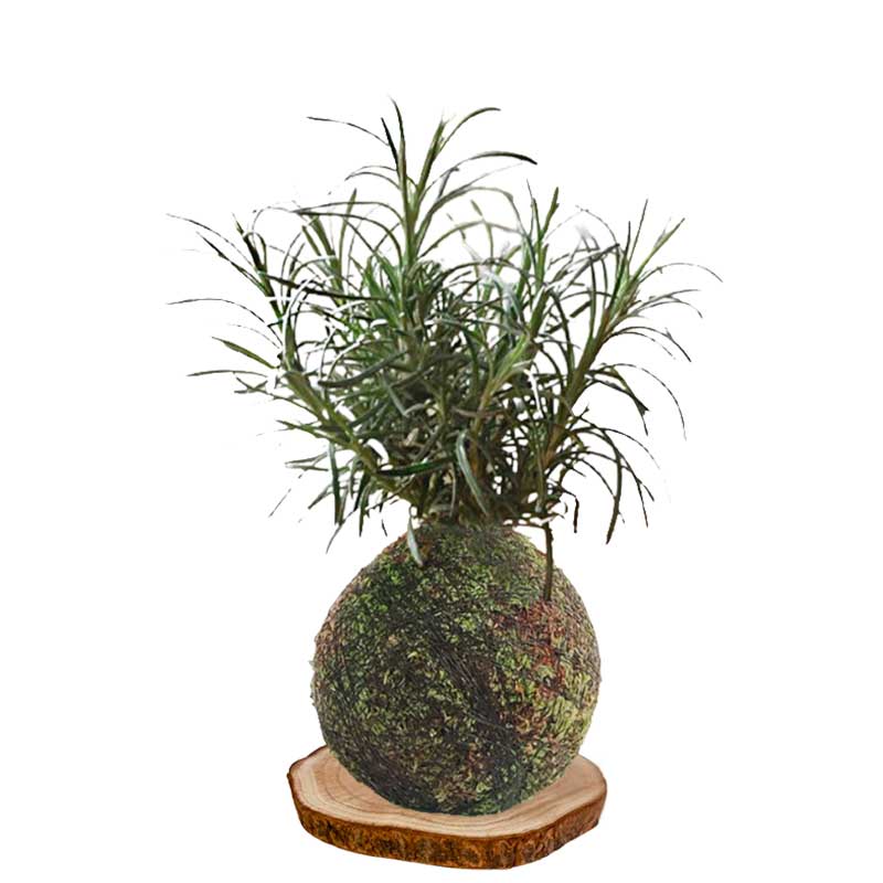 Kokedama curry